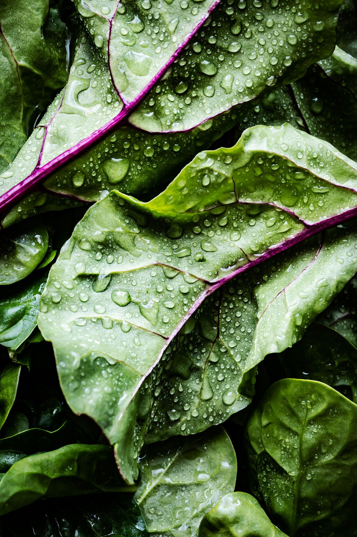 Fresh rainbow chard leaves with water droplets